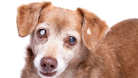 help for dogs with cataracts